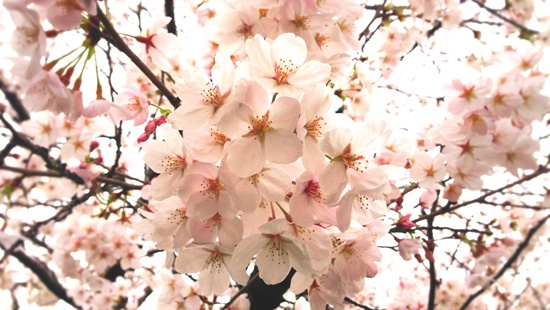 八尾高校桜