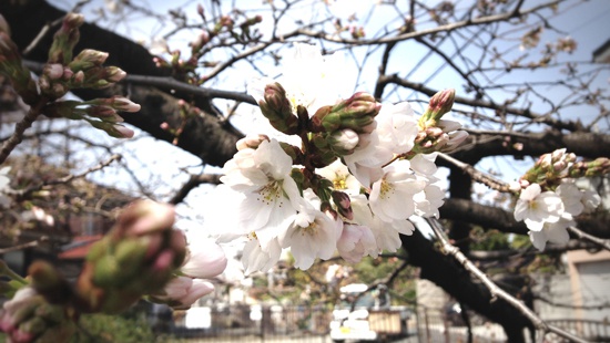 yaosakura2013