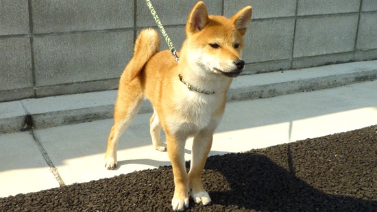 てつ君も参加