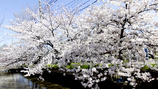 玉串川沿い桜
