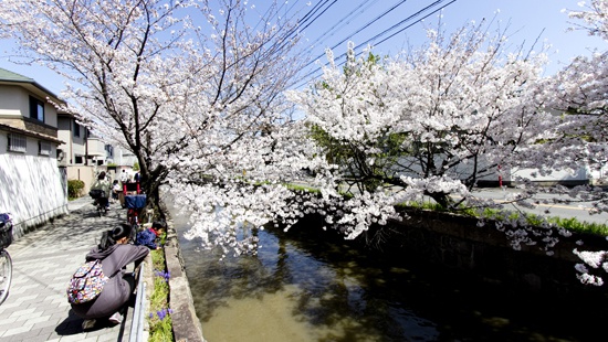 八尾市山本玉串川桜並木