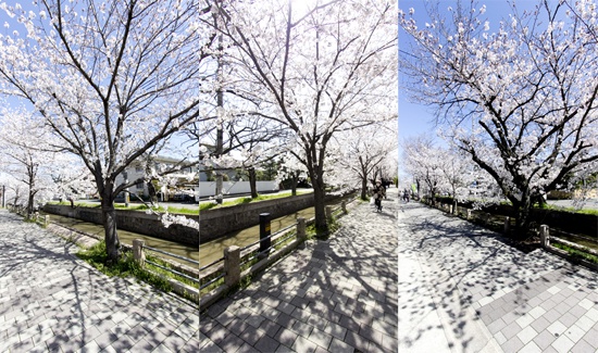 八尾市玉串川桜