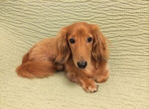 ブログのアイキャッチ画像